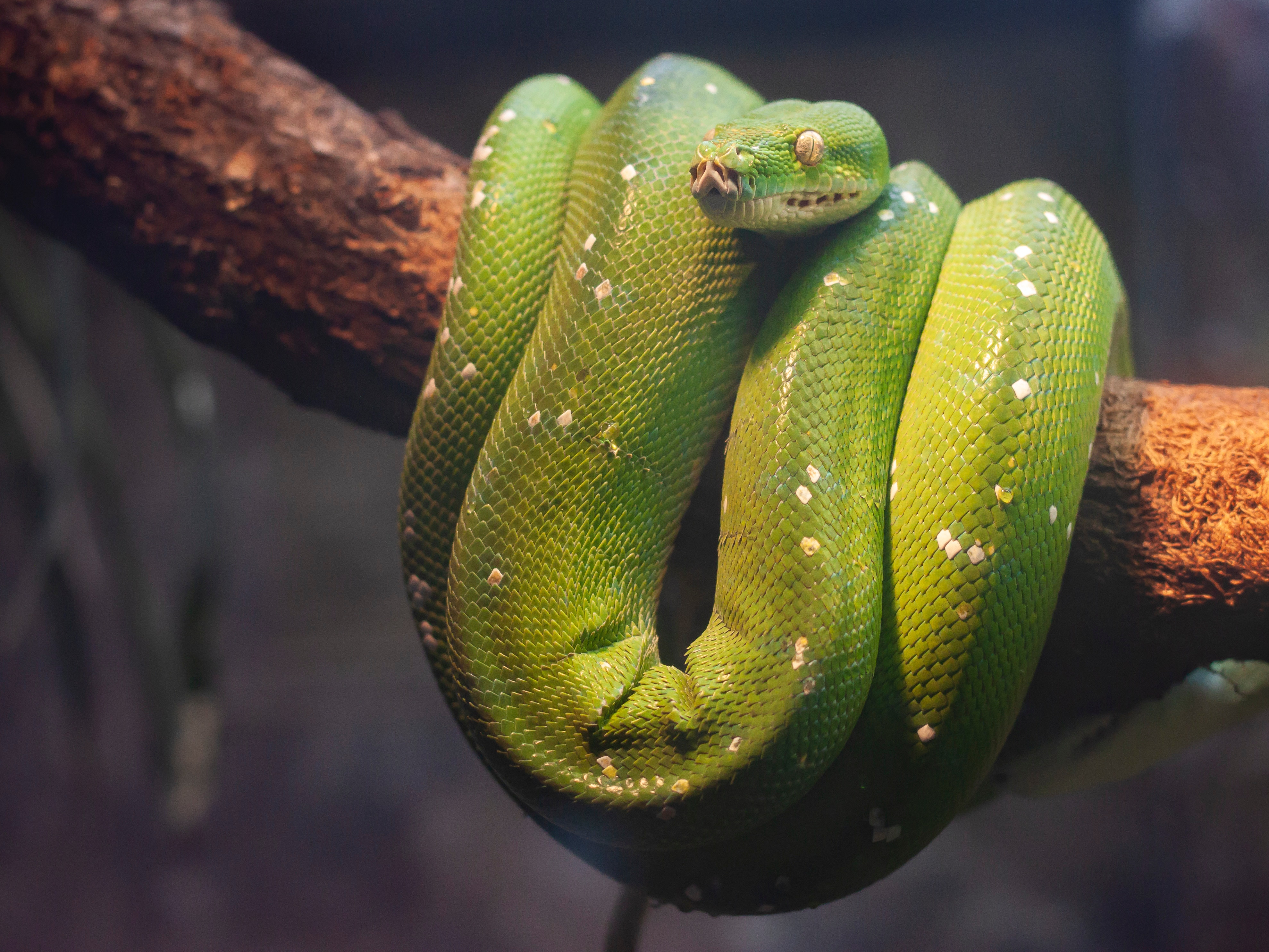 Змеи беременной женщине к чему. Питон Грин. К чему снится зеленая змея. К чему снится питон зеленый. Snake Sleep.